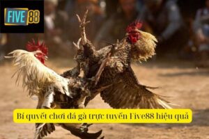 Đá Gà Trực Tuyến Five88 – Cá Cược Sôi Động 24/7
